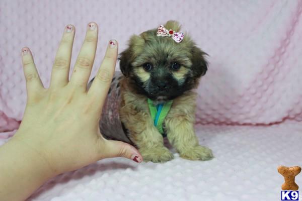 lvpuppyheaven Picture 1